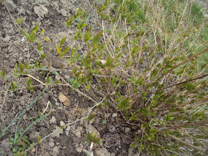 deutzia - 2015 Gradina