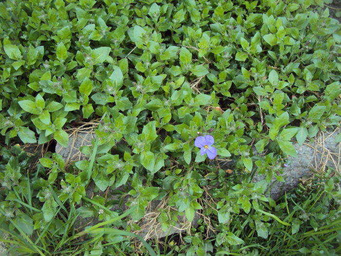 aubrieta - 2015 Gradina
