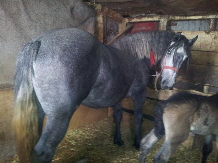 11133862_888490771173466_2533217917851259298_n