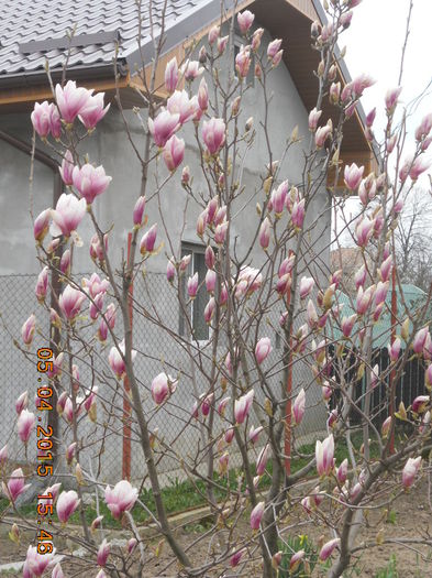 DSCN4109 - magnolii