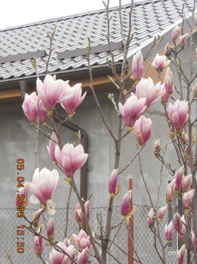 incepe spectacolul - magnolii