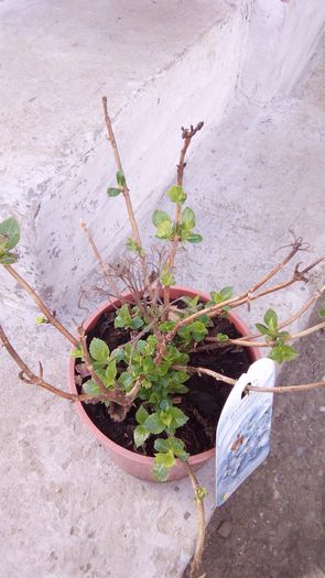 Hortensia; planta de 2 ani
