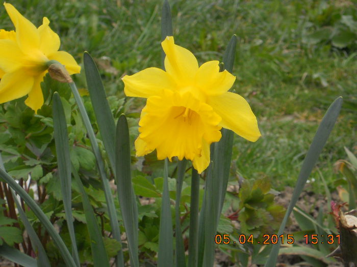 DSCN4100