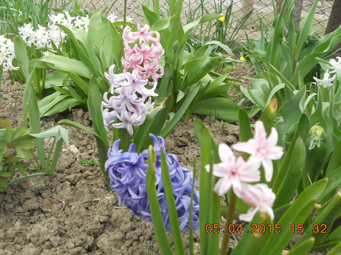 DSCN4104