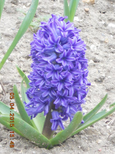 DSCN4115