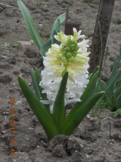 DSCN4116 - flori de primavara