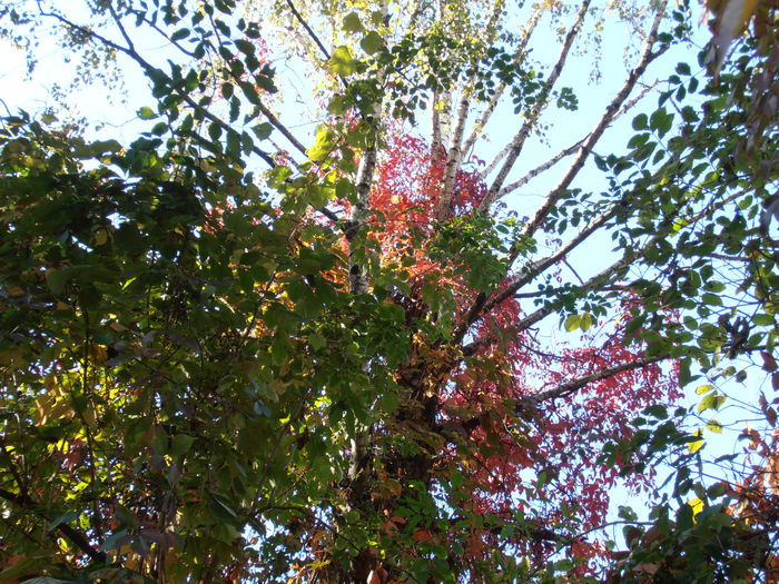 PA090270