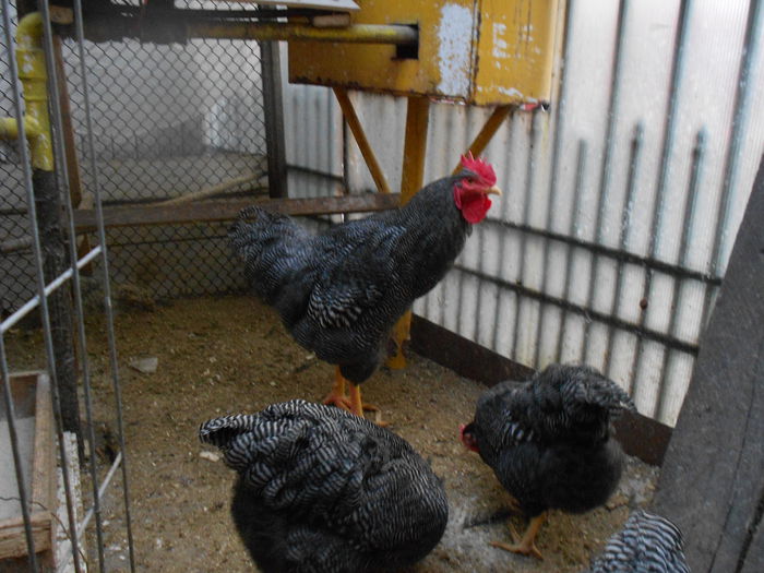 DSCN3446 - Playmouth Rock Barat matca 2015 ARHIVA