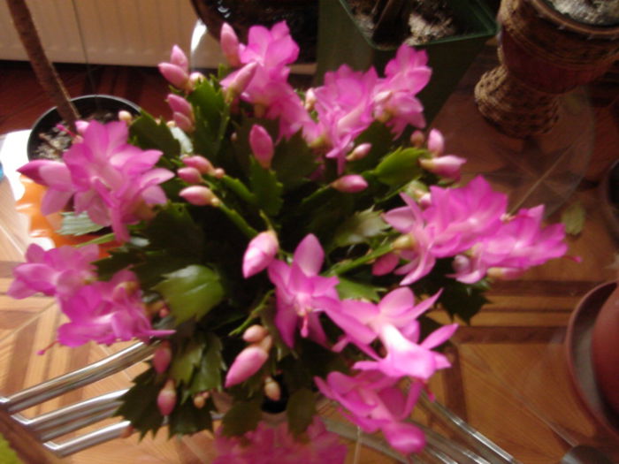 Schlumbergera roz - cactusi si suculente