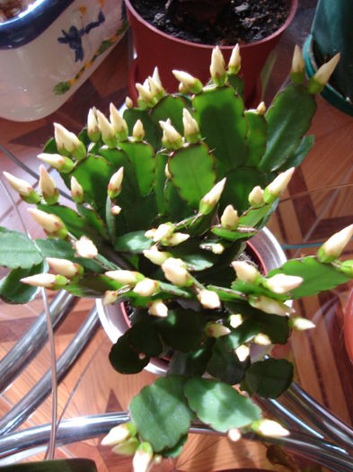 rhipsalidopsis alb - cactusi si suculente