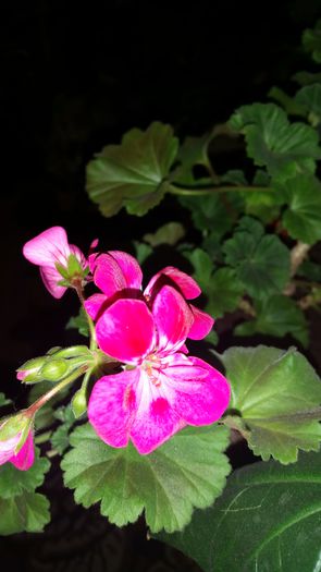 20150405_174833 - flori 2015