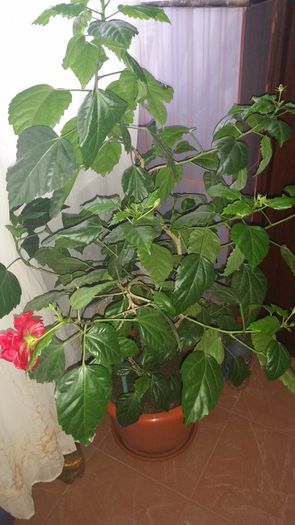 20150405_174711 - flori 2015