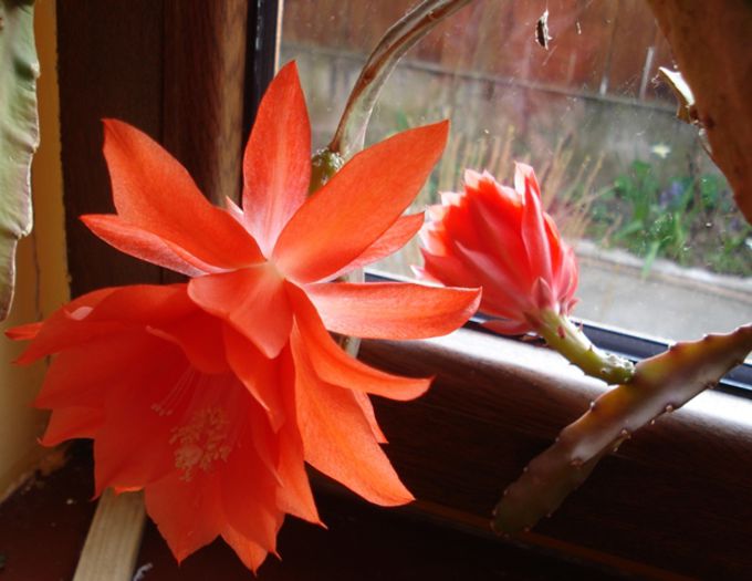 grabitul epi rosu - b 2015 - in interior