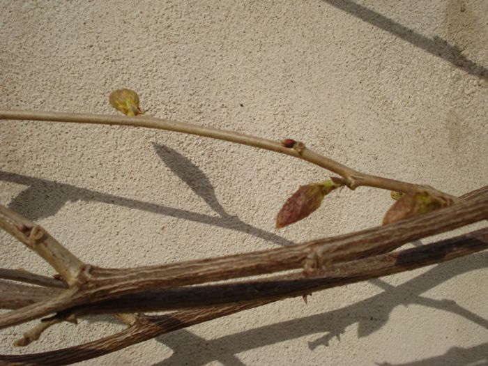 wisteria, flori in devenire