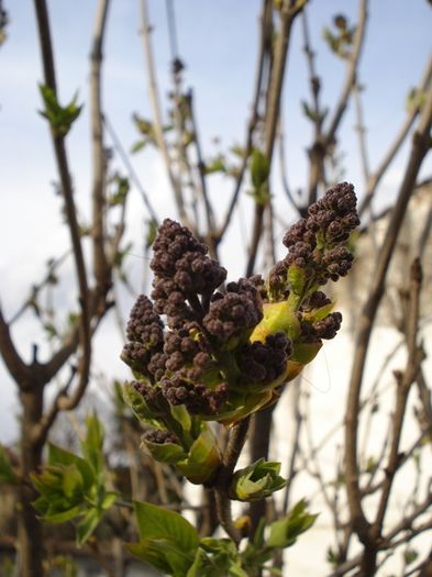 liliac, flori in devenire