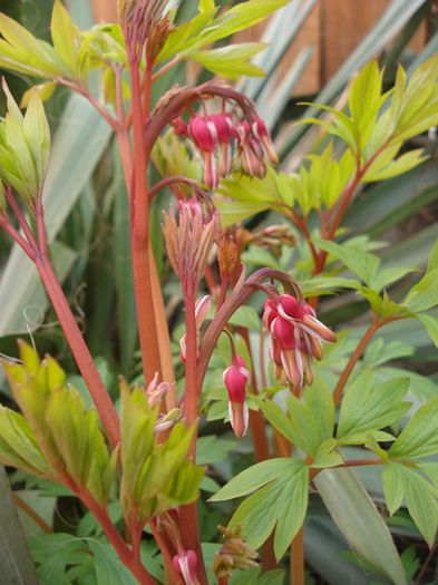dicentra, flori in devenire