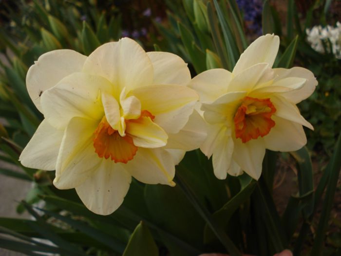 in floare - b 2015 - in exterior