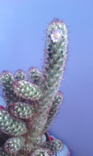 2015-04-05 18.17.19 - CACTUSI 2015