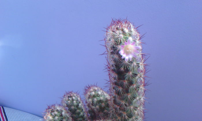 2015-04-05 18.17.48 - CACTUSI 2015