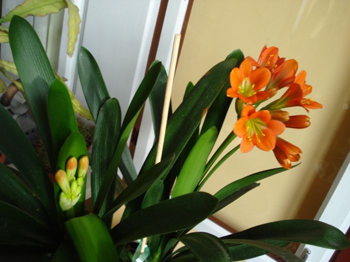 belgian orange GT in actiune  (2) - clivia in 2015