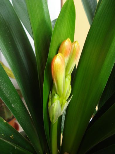 belgian orange GT in actiune  (3) - clivia in 2015