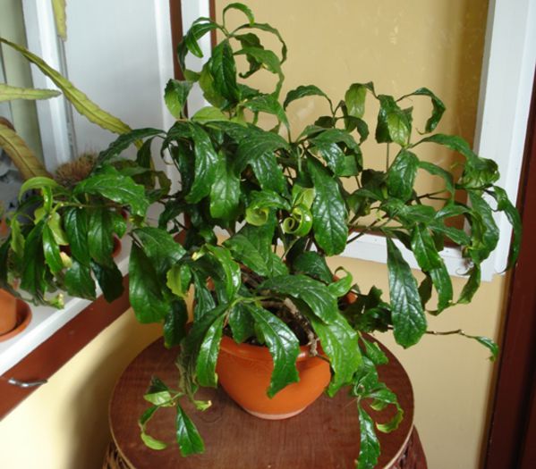 aprilie 2015, clerodendron wallichi (prospero)