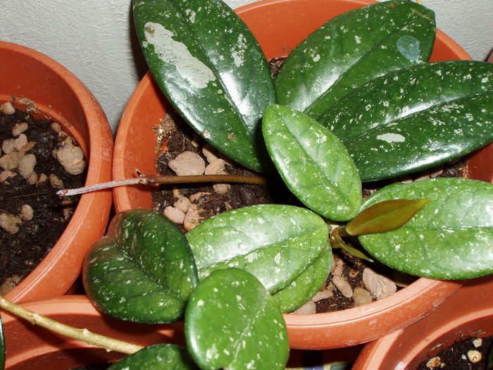 hoya carnosa - carnosa