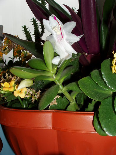 jardiniera cu de toate