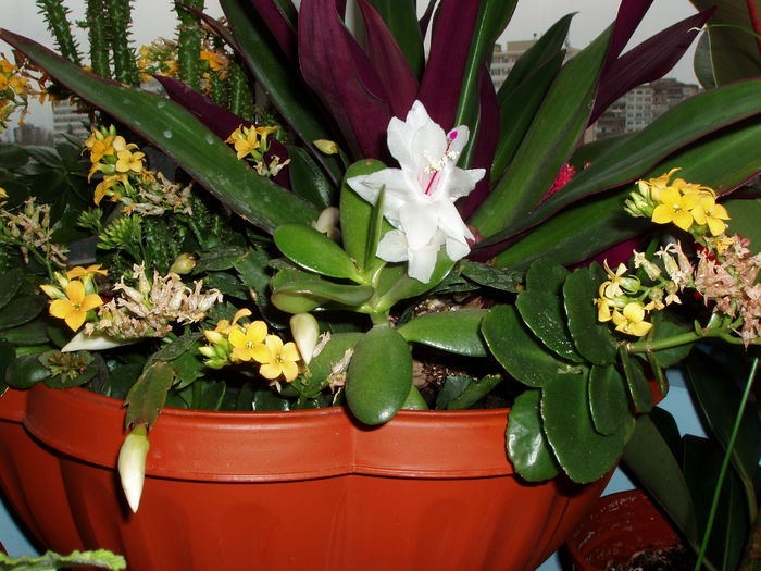 jardiniera cu de toate