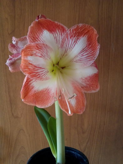  - 2015 Amaryllis