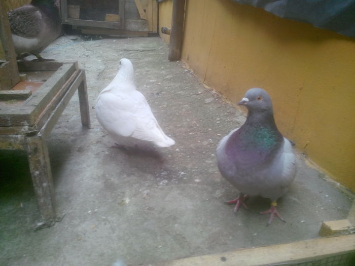 IMG_20150405_170149 - 0 DE PRIN_VOLIERA