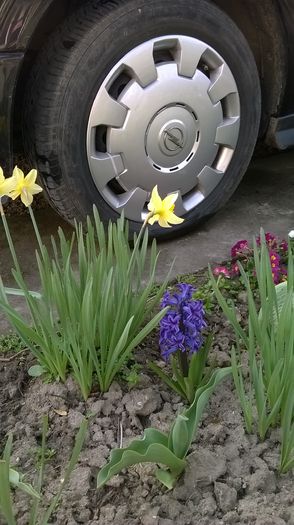 WP_20150405_006 - Plante de gradina