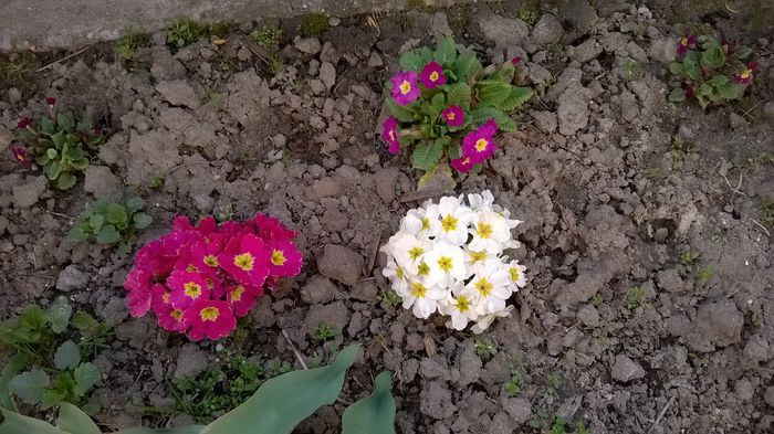 WP_20150405_008 - Plante de gradina