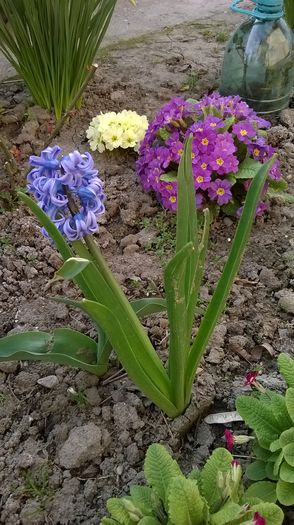 WP_20150405_013 - Plante de gradina