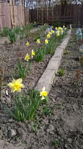 WP_20150405_016 - Plante de gradina