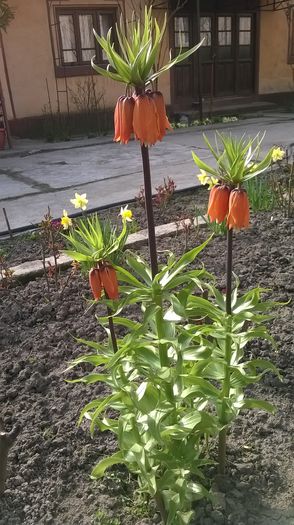 Fritillaria - Plante de gradina