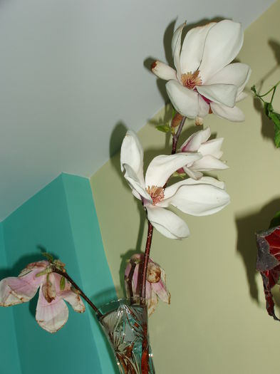 magnolie; am nevoie de pararea cuiva avizat, care stie cum se poate inmultii din ...butasi?!
