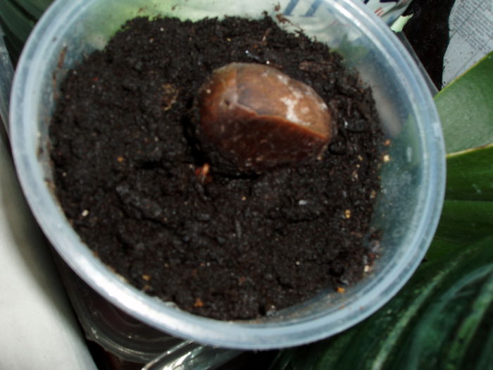 o castana comestibila care nu intelegeam de ce "iese" din ce in ce din pahar! :))