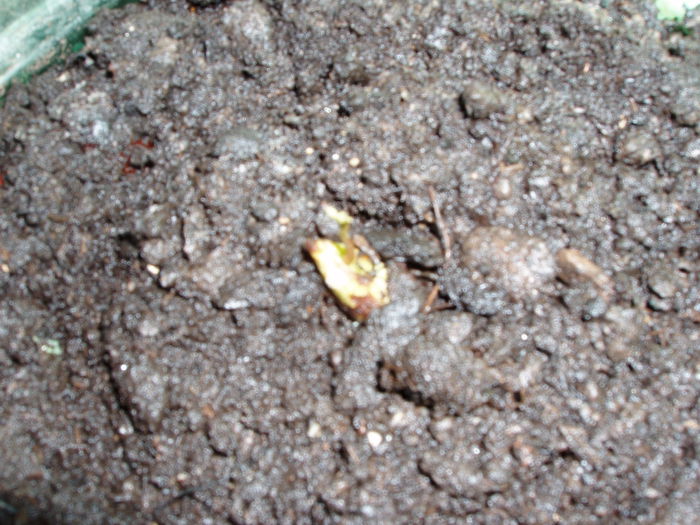 lichie care se pare ca incolteste