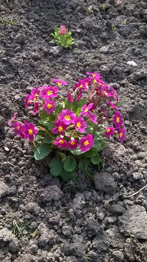 WP_20150405_027 - Plante de gradina