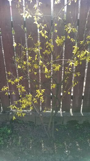 Forsythia - Plante de gradina