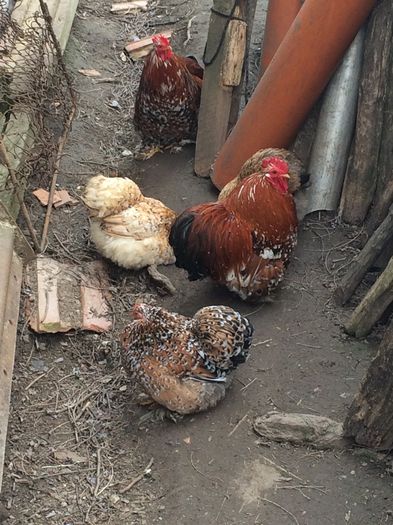 image - Cochinchina pitic 2015