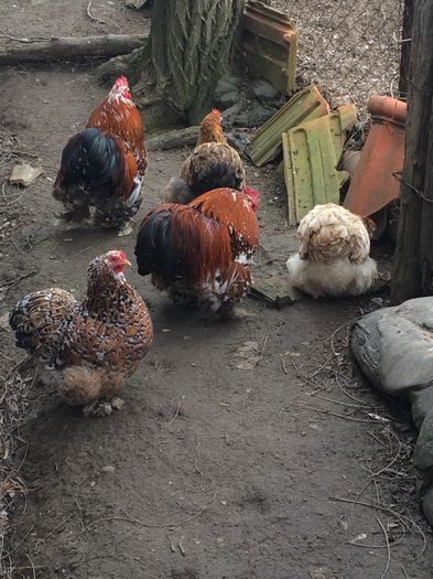 image - Cochinchina pitic 2015