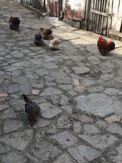 image - Cochinchina pitic 2015