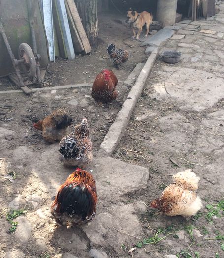 image - Cochinchina pitic 2015