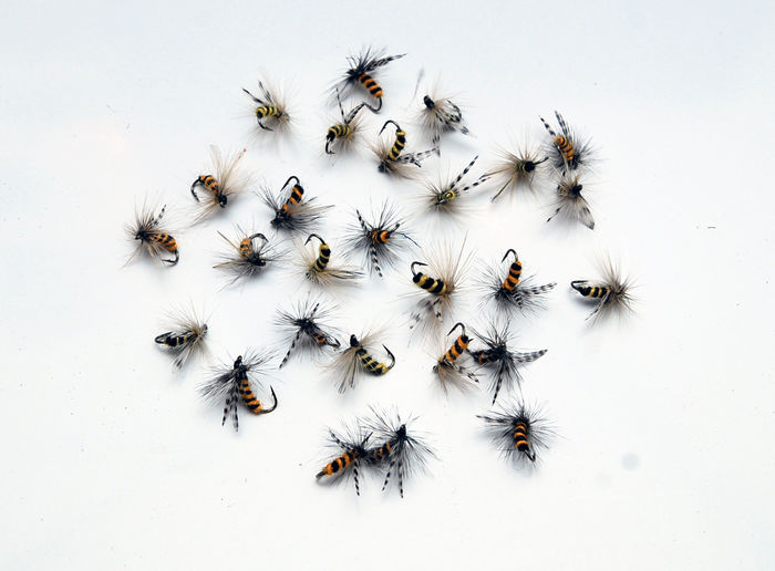 Muste viespi si albine; Albine si viespii
