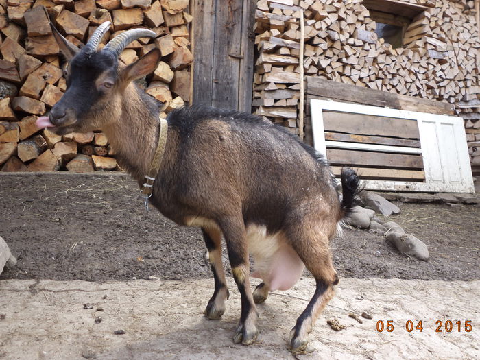 Negruta si necesitatile ei