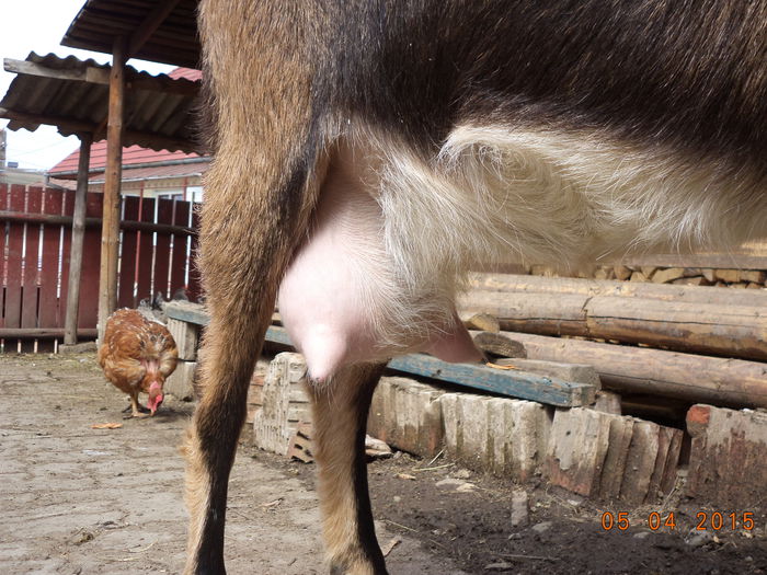 Pulpa la Negruta inainte de muls