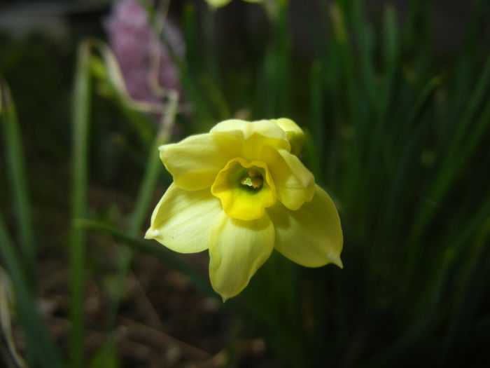 Narcissus Minnow (2015, April 05)
