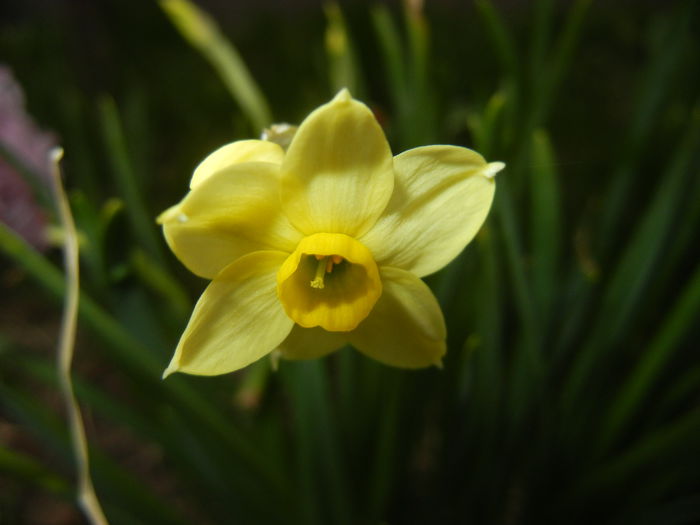 Narcissus Minnow (2015, April 05)
